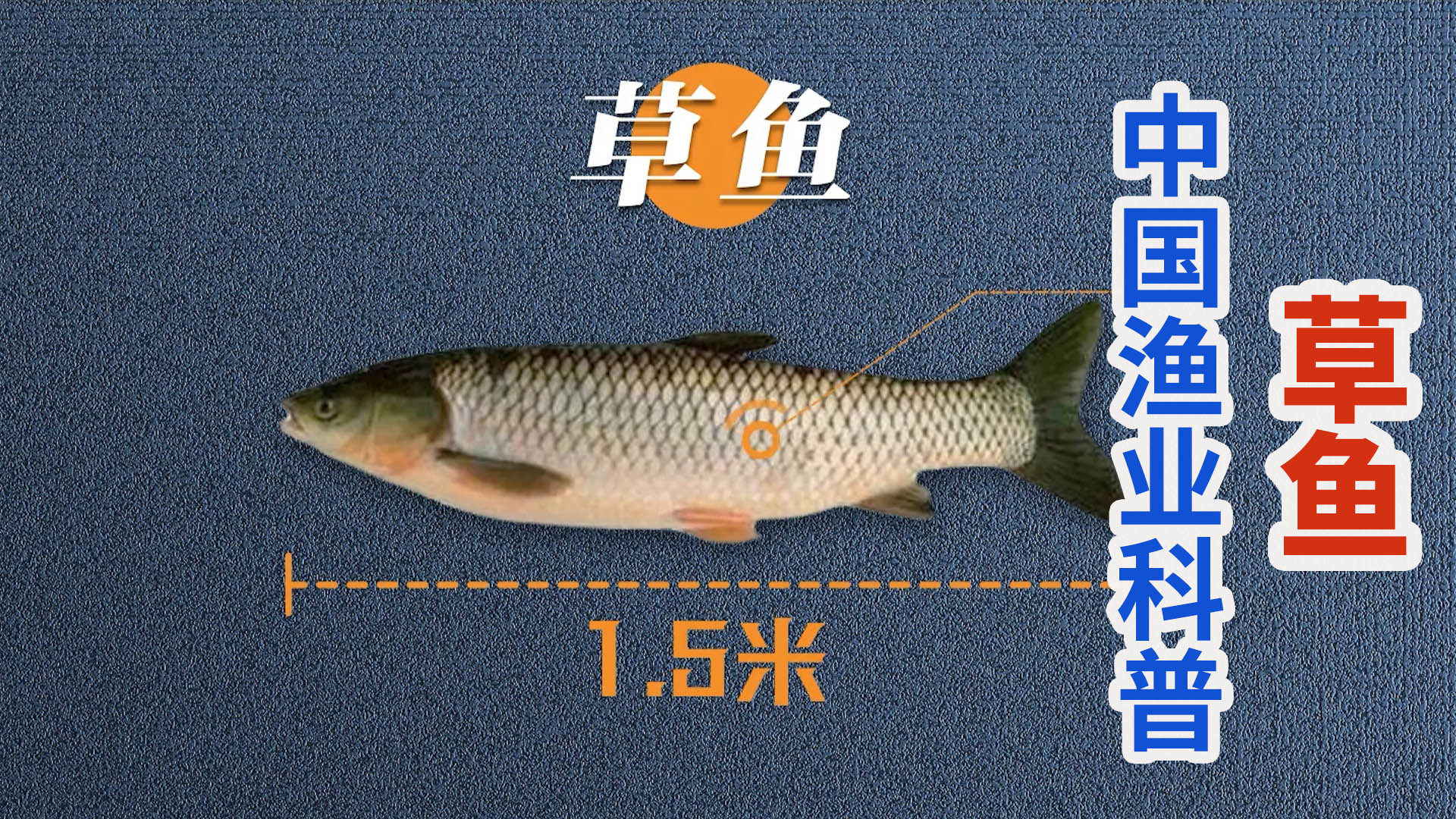 中国渔业科普系列：国民淡水鱼之草鱼